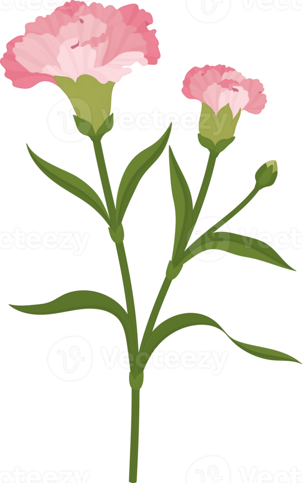 illustration dessinée à la main de fleur d'oeillet rose. png