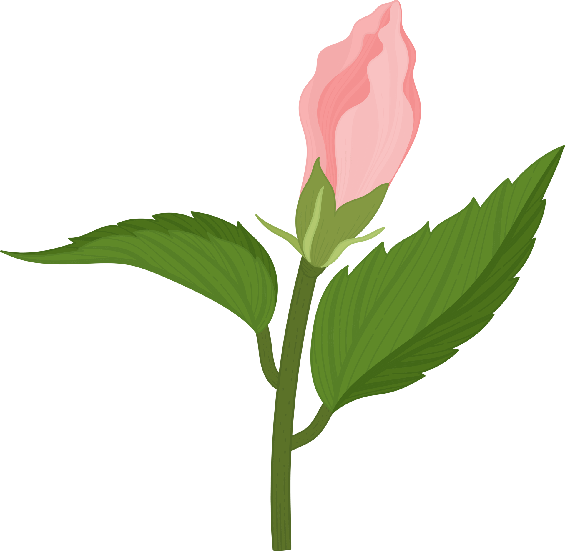 pink-hibiscus-flower-hand-drawn-illustration-10171095-png