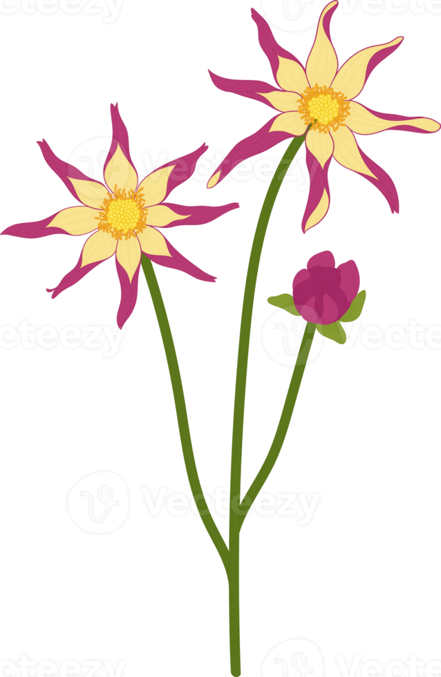 Pink dahlia flower hand drawn illustration. png