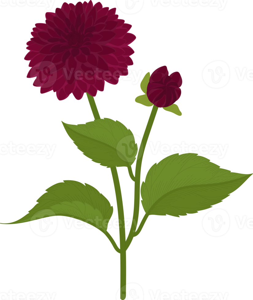 mörkrosa dahlia blomma handritad illustration. png