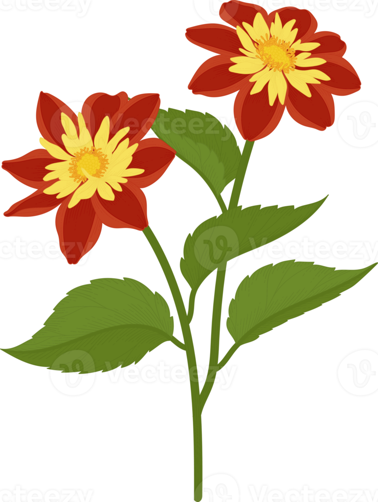 Orange dahlia flower hand drawn illustration. png