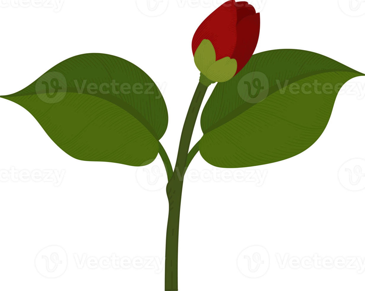 ilustração desenhada à mão de flor de camélia vermelha. png