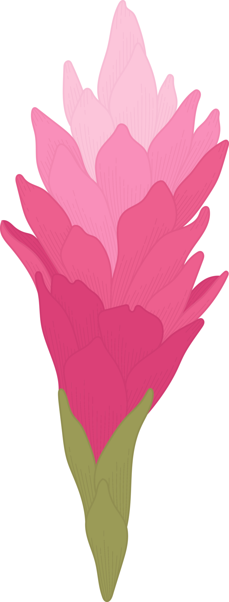 Pink ginger flower hand drawn illustration. 10171168 PNG
