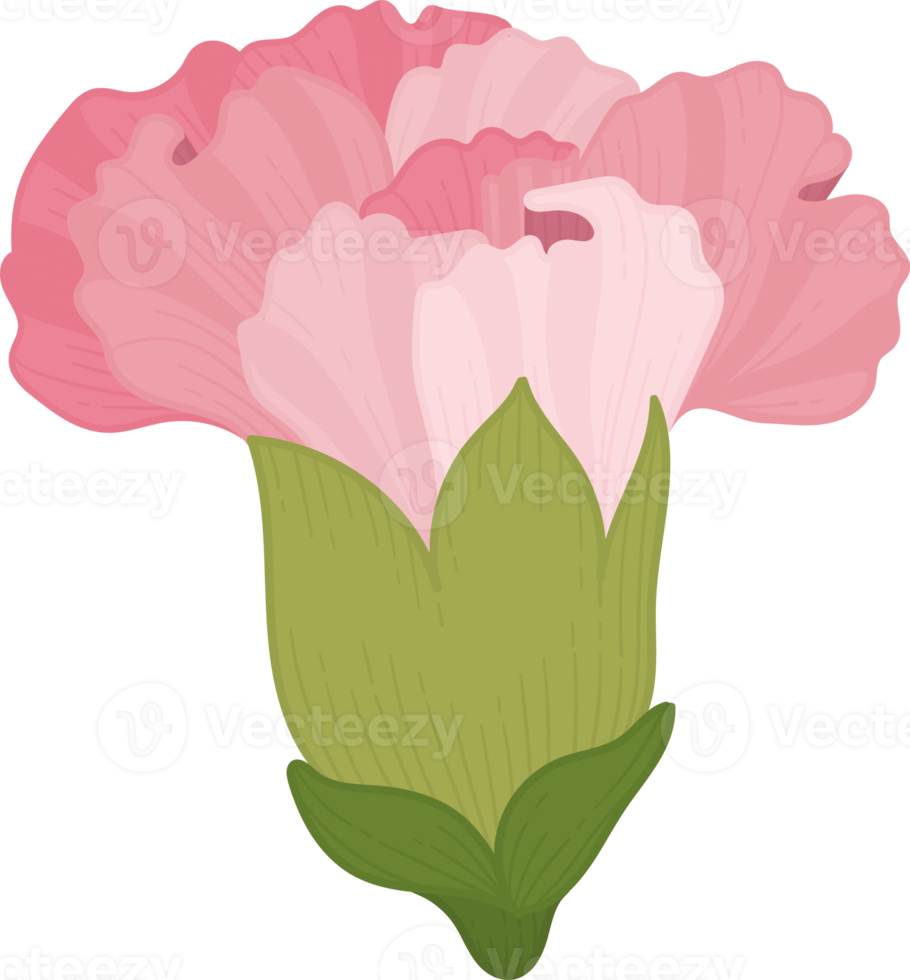 pink carnation flower hand drawn illustration. png