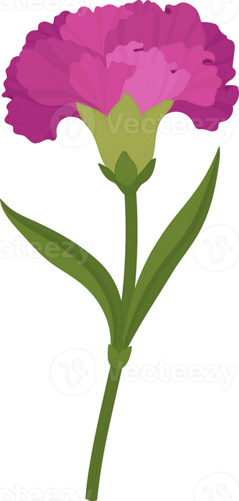 purple carnation flower hand drawn illustration. png