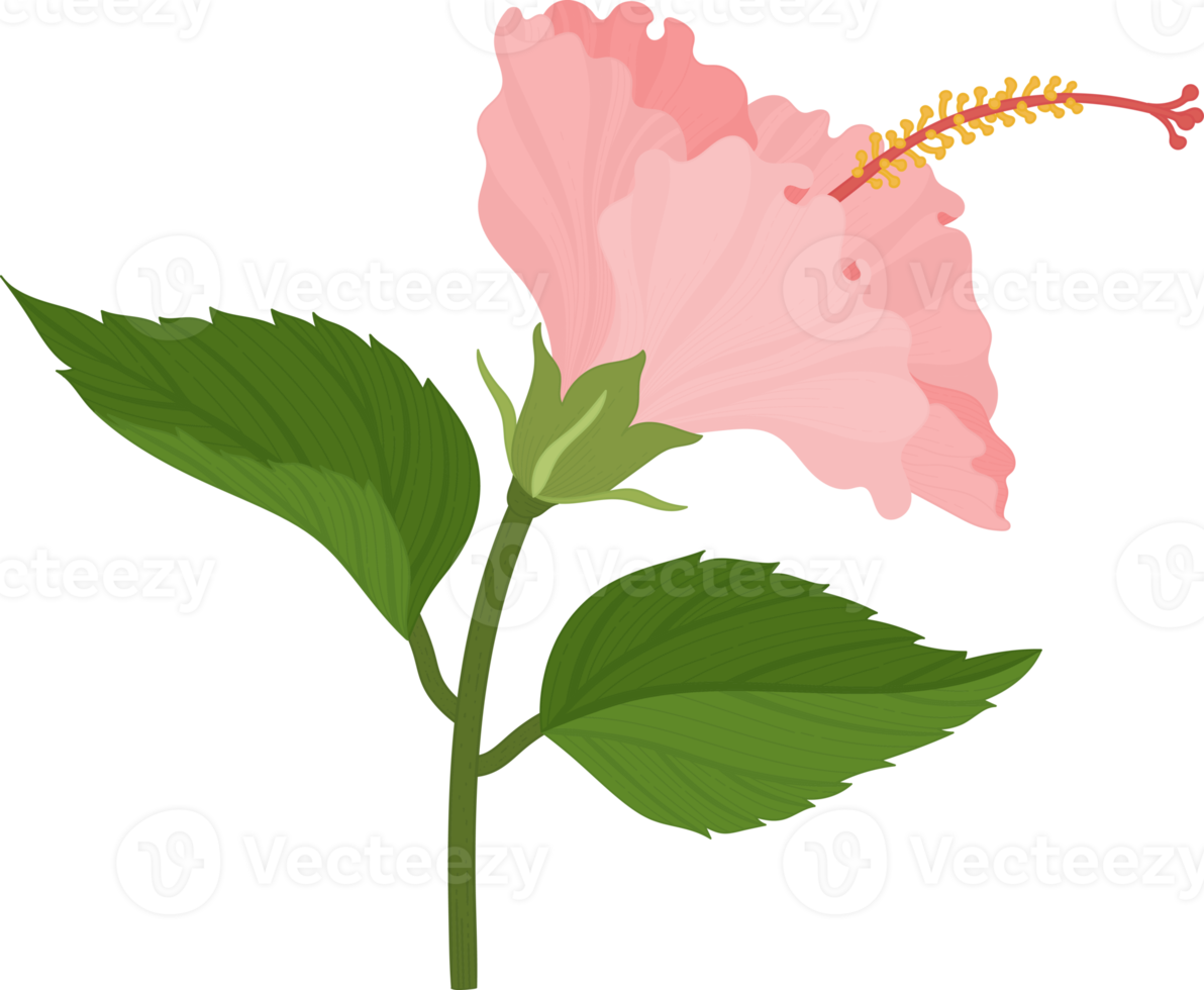 Pink Hibiscus flower hand drawn illustration. png