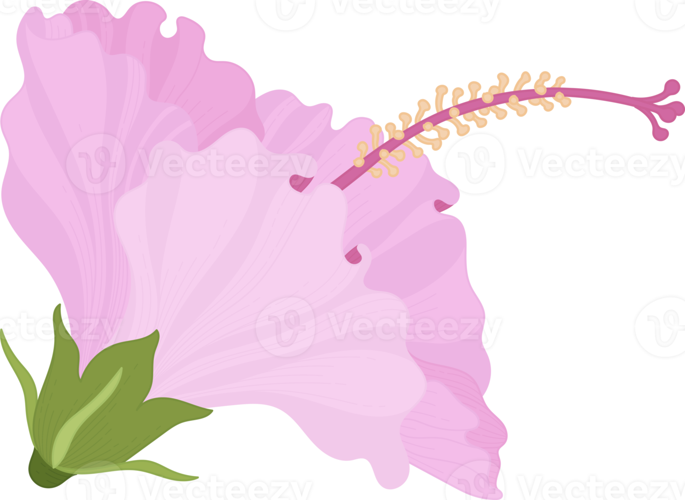 Pink Hibiscus flower hand drawn illustration. png