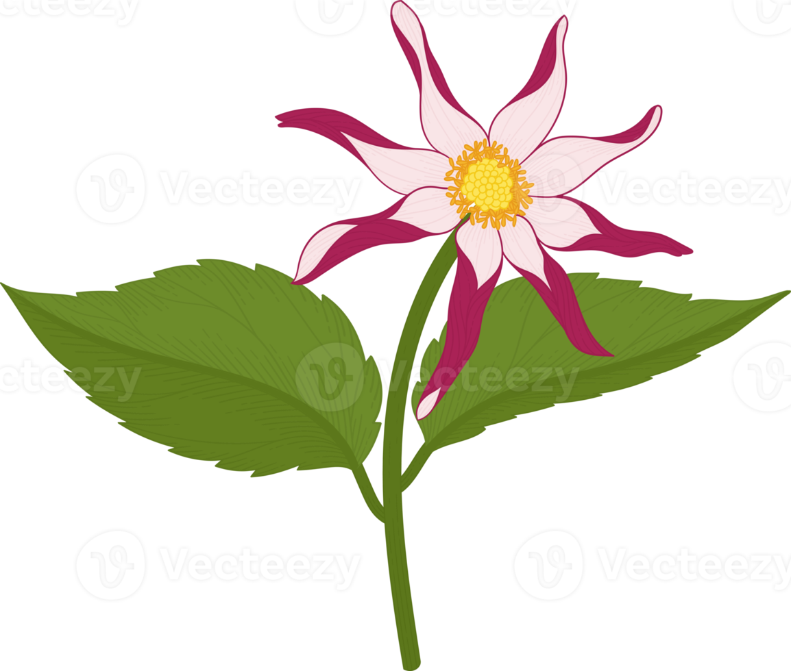 rosa dahlia blomma handritad illustration. png