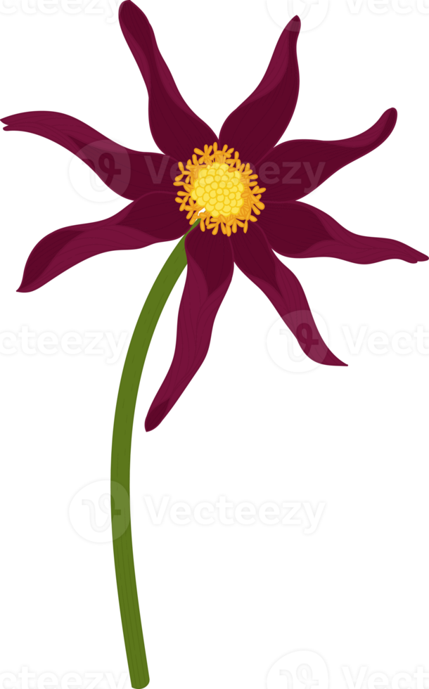 mörkrosa dahlia blomma handritad illustration. png