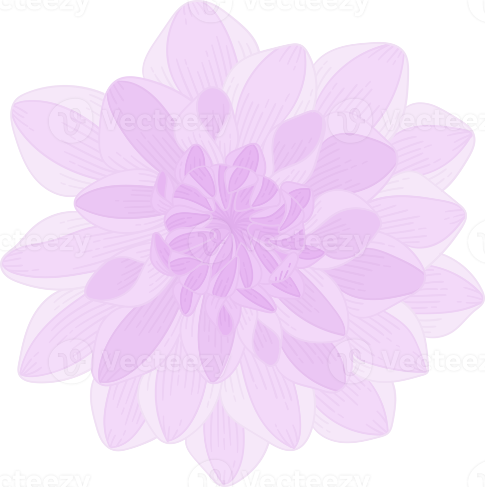 paarse dahlia bloem hand getekende illustratie. png