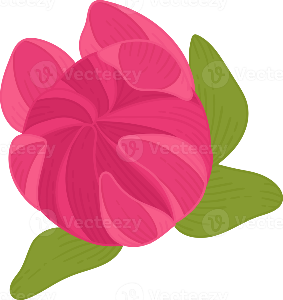 rosa dahlie blume handgezeichnete illustration. png