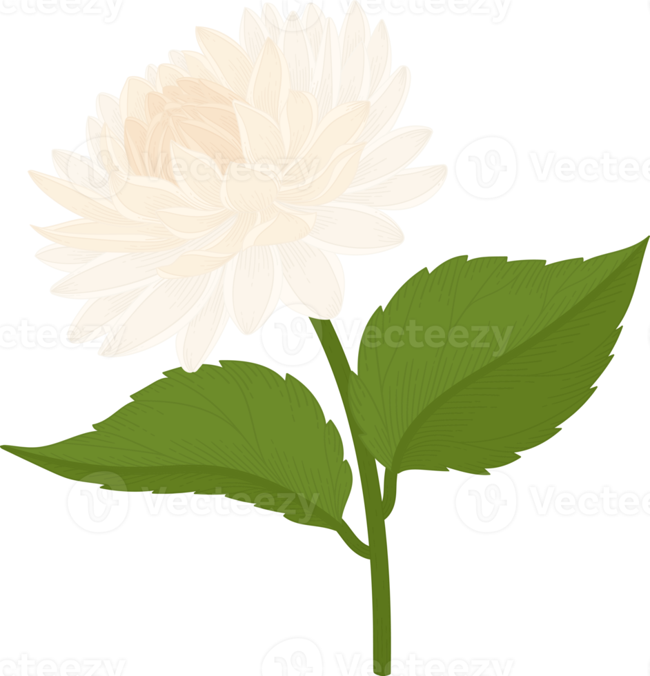 White dahlia flower hand drawn illustration. png