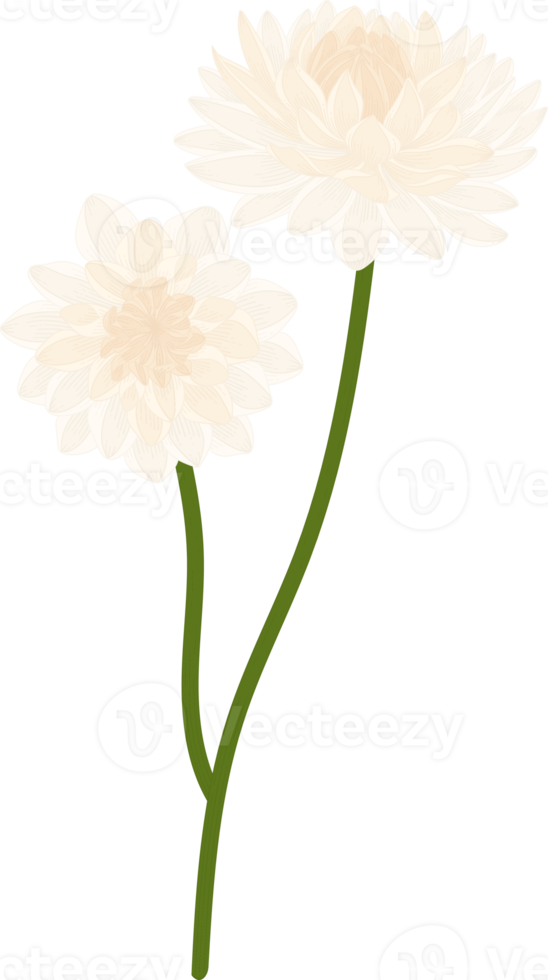 witte dahlia bloem hand getekende illustratie. png