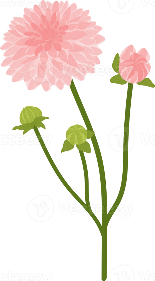 illustrazione disegnata a mano del fiore della dalia rosa. png