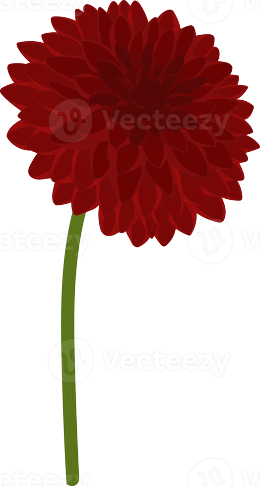 Red dahlia flower hand drawn illustration. png