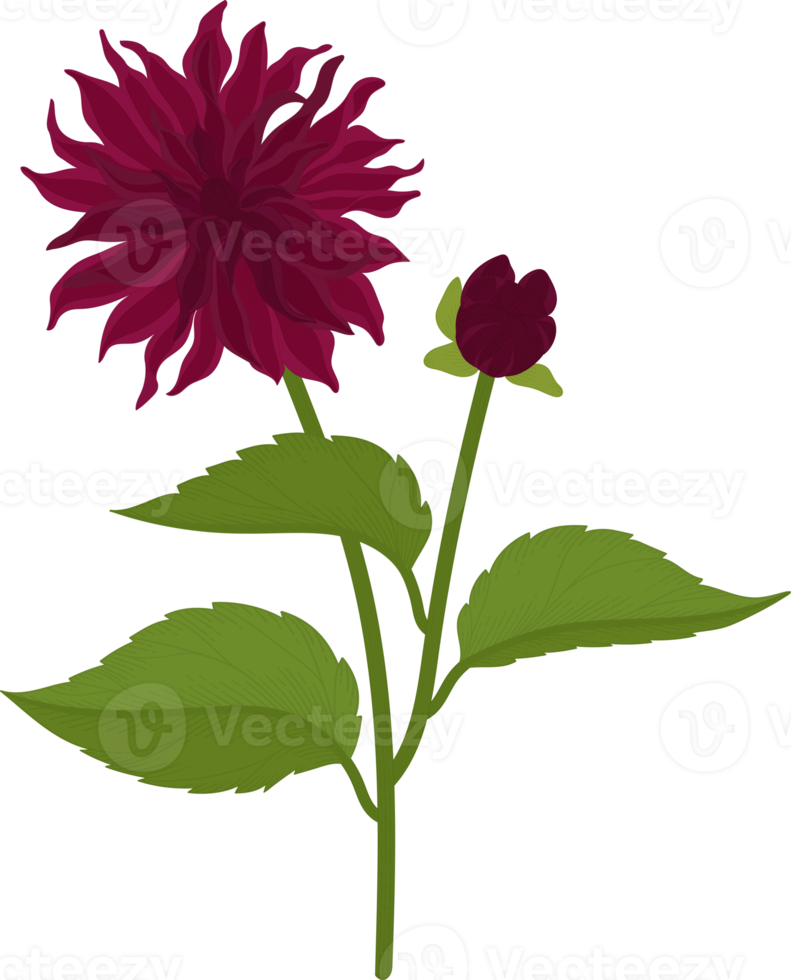Dark pink dahlia flower hand drawn illustration. png