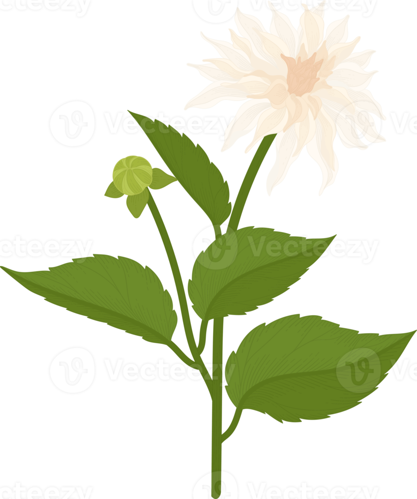 White dahlia flower hand drawn illustration. png