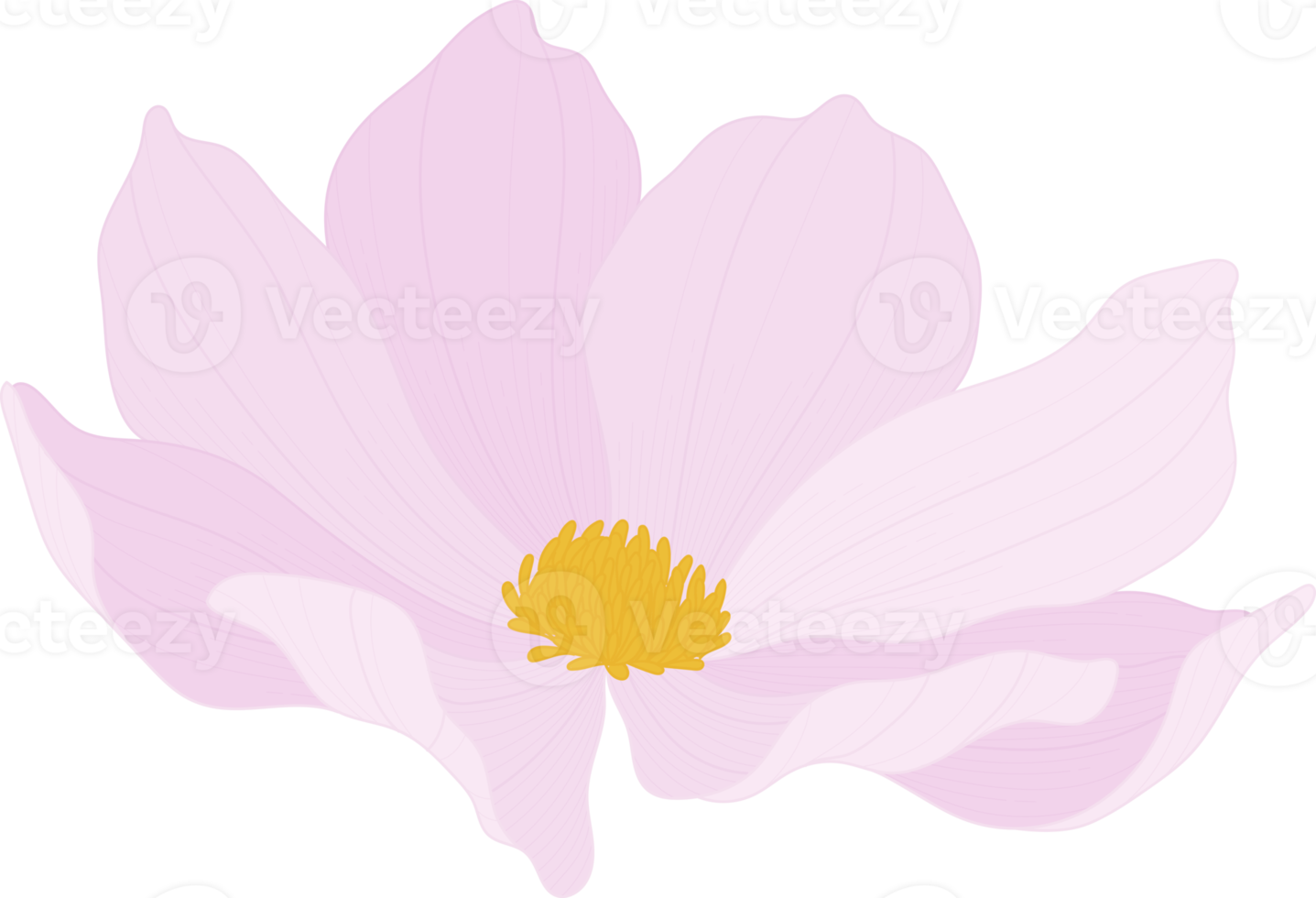 Pink cosmos flower hand drawn illustration. png