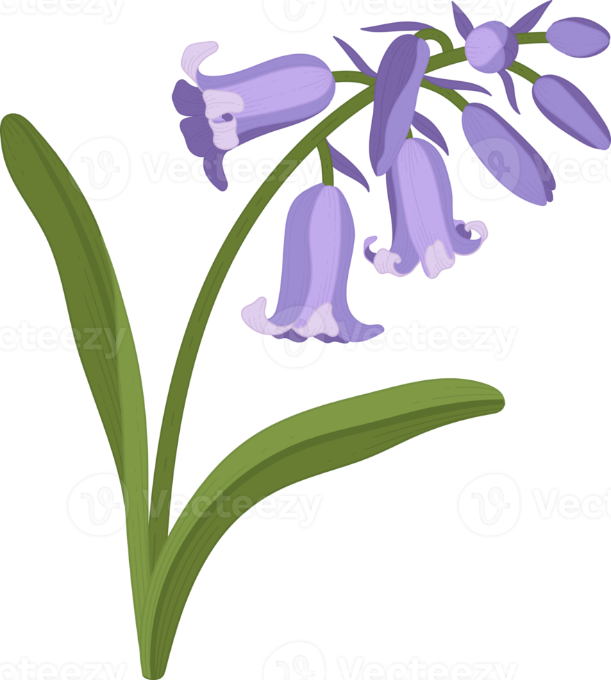 Bluebell flower hand drawn illustration. png