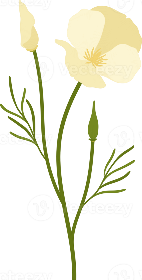 White california poppy flower hand drawn illustration. png