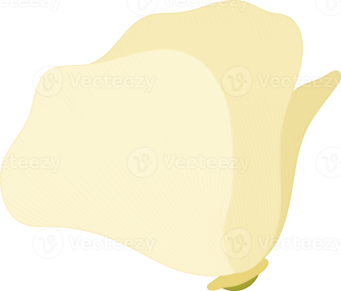 illustrazione disegnata a mano del fiore del papavero bianco della california. png