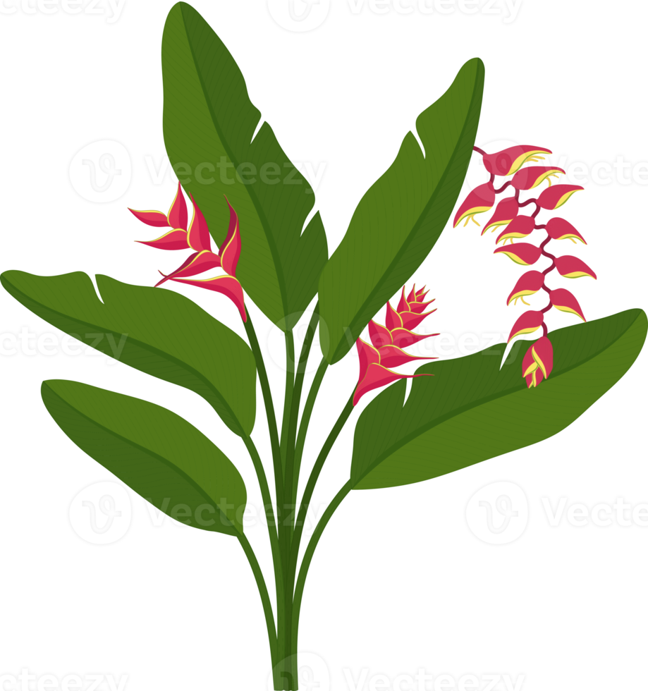 ilustração desenhada à mão da flor helicônia vermelha. png