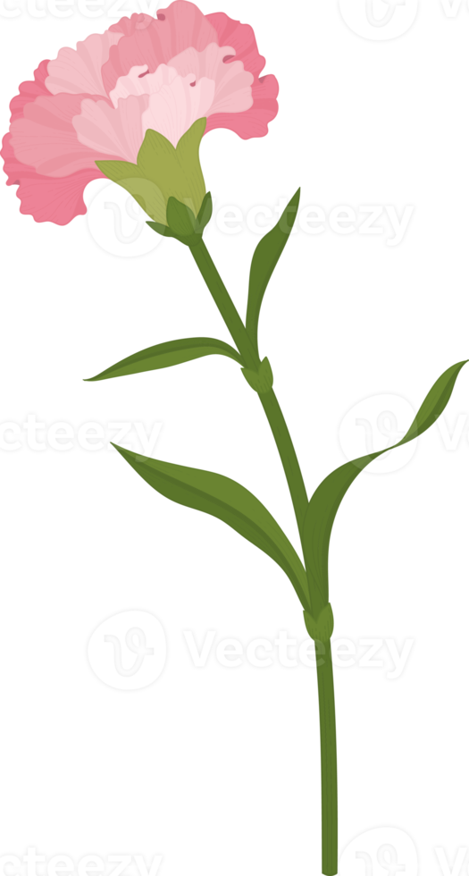 rosa nejlika blomma handritad illustration. png