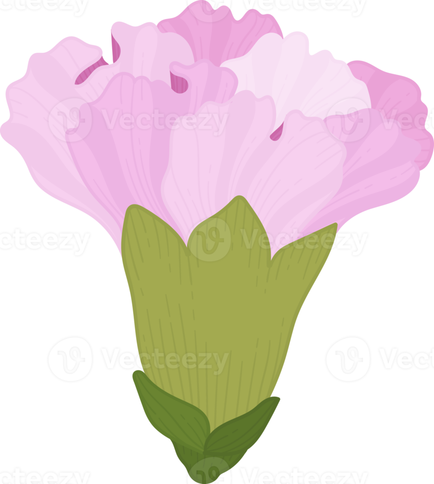 rosa nejlika blomma handritad illustration. png