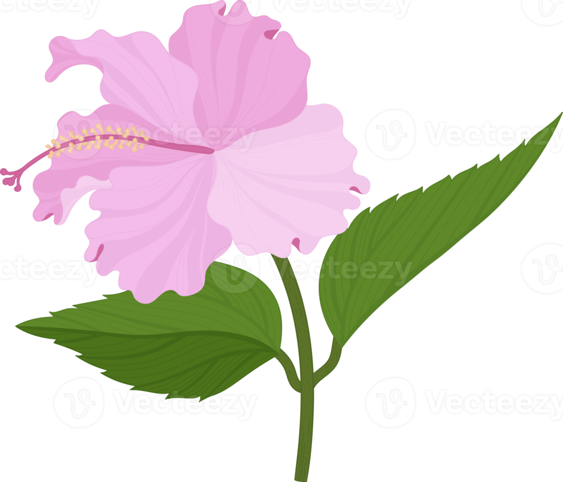 ilustração desenhada de mão de flor de hibisco rosa. png