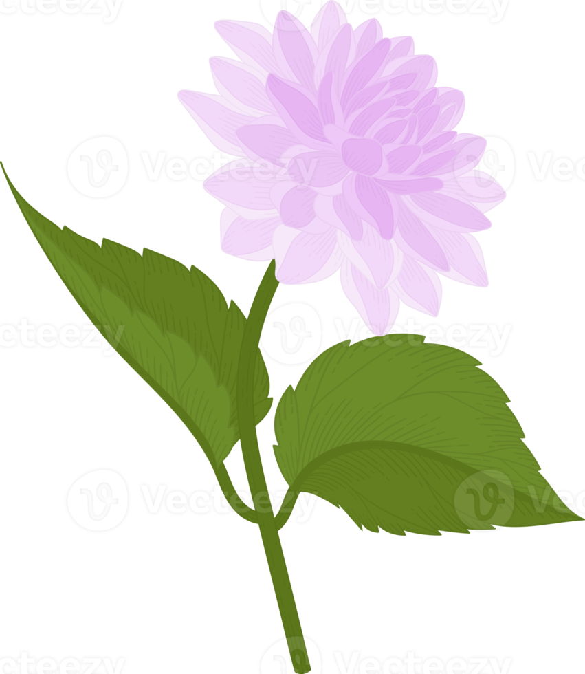 illustrazione disegnata a mano del fiore della dalia viola. png