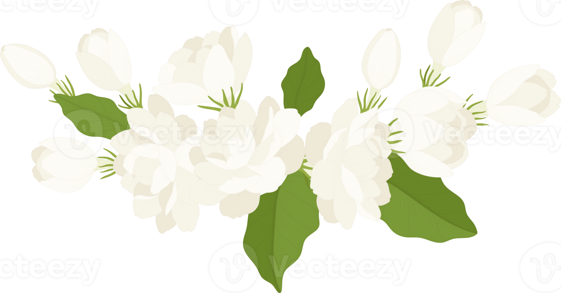 Bouquet of jasmine flower illustration. png