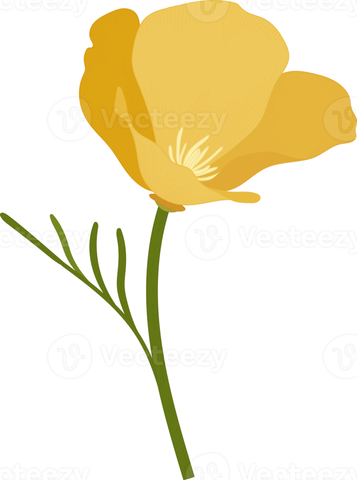 gele Californië poppy bloem hand getekende illustratie. png