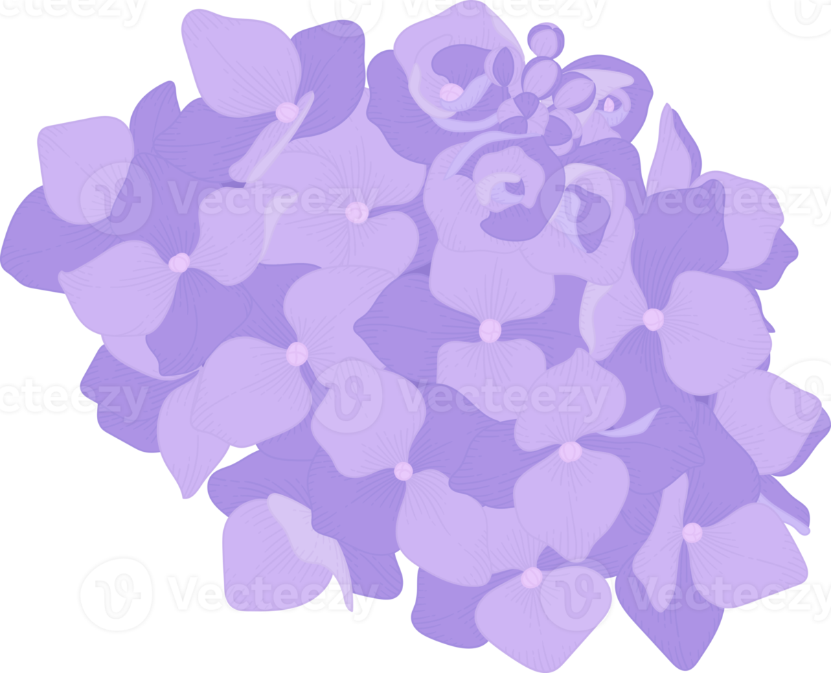 illustration de fleur d'hortensia violet. png