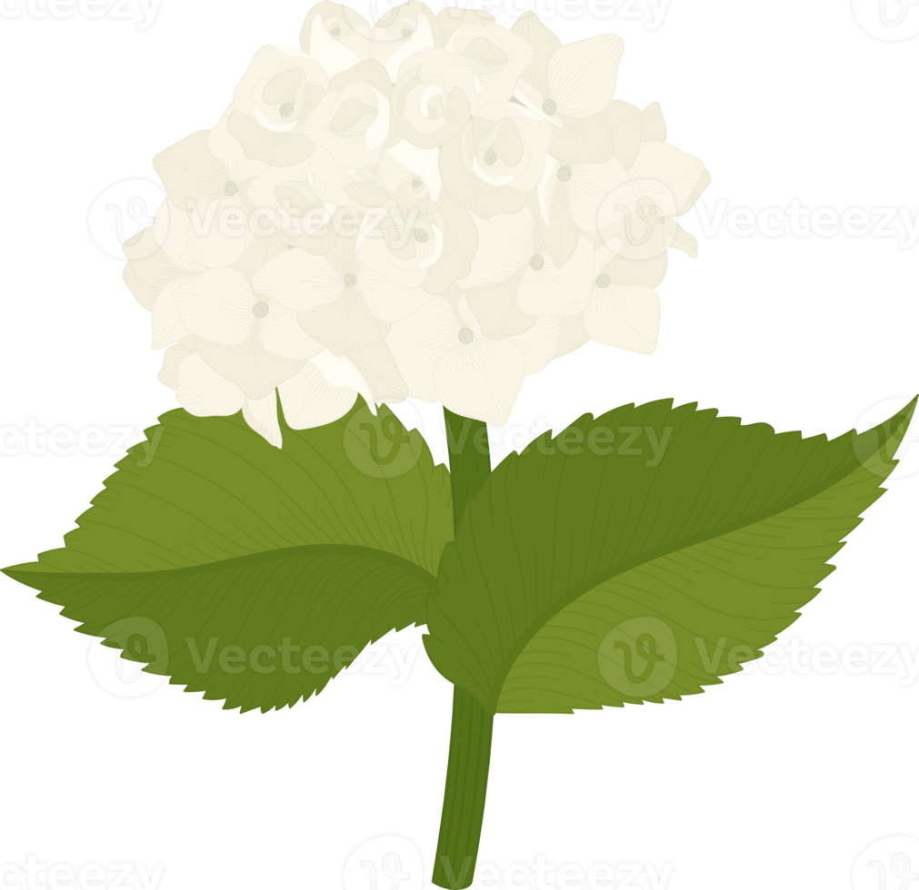 White hydrangea flower illustration. png