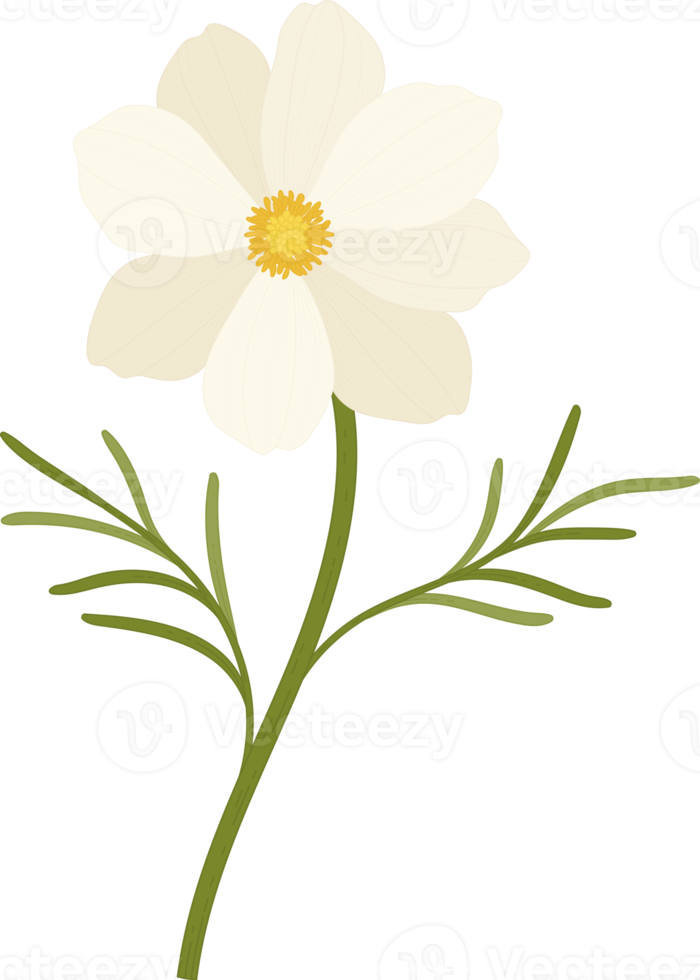 White cosmos flower hand drawn illustration. png