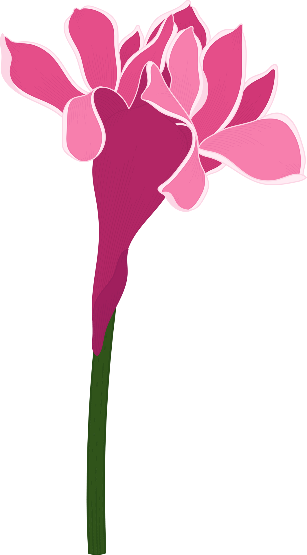 Red Torch ginger flower hand drawn illustration. 10171423 PNG