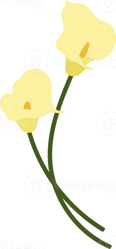 ilustração de mão desenhada de flor de lírio amarelo. png