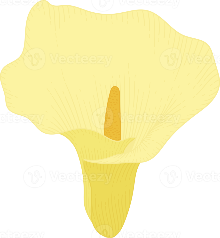 illustrazione disegnata a mano del fiore del giglio di calla giallo. png