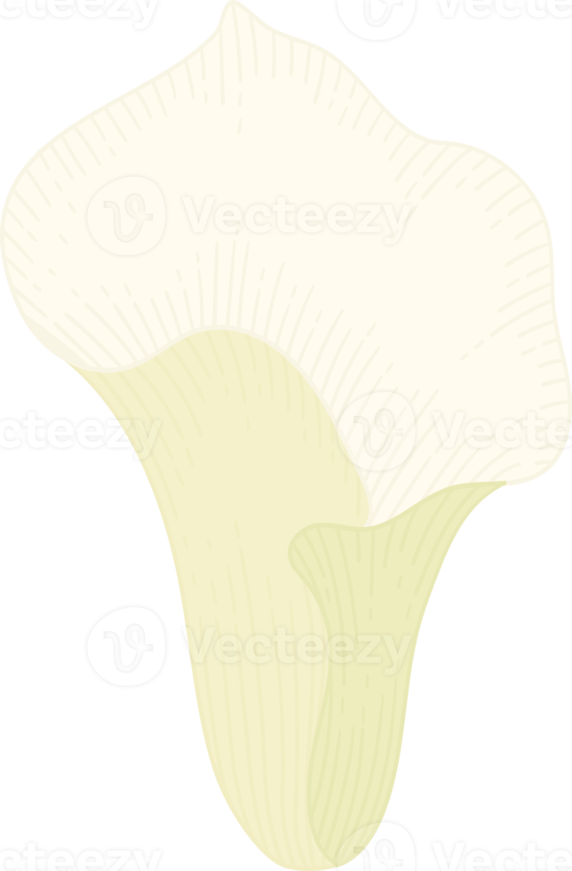 witte calla lelie bloem hand getekende illustratie. png