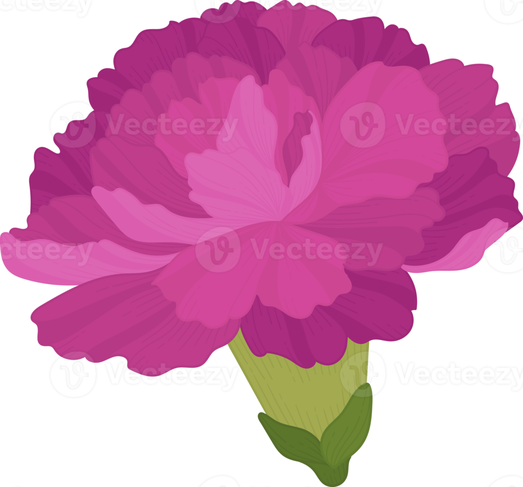 purple carnation flower hand drawn illustration. png