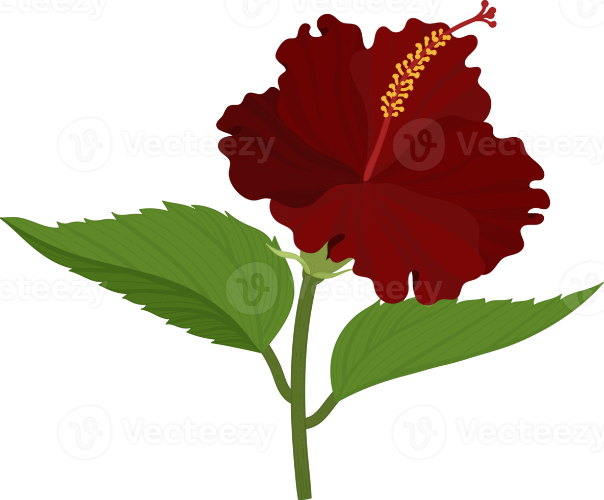 ilustração de mão desenhada flor de hibisco vermelho. png