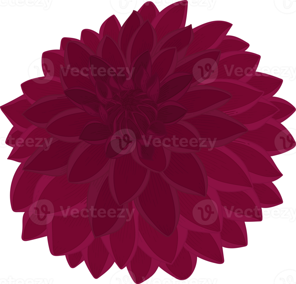 mörkrosa dahlia blomma handritad illustration. png