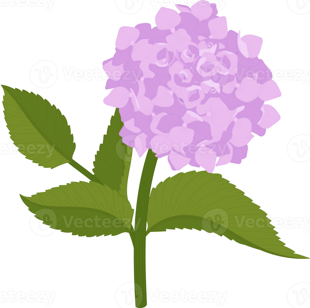 ilustração de flor de hortênsia rosa. png