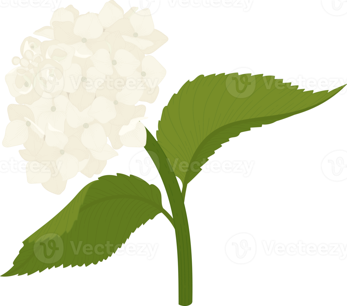 White hydrangea flower illustration. png