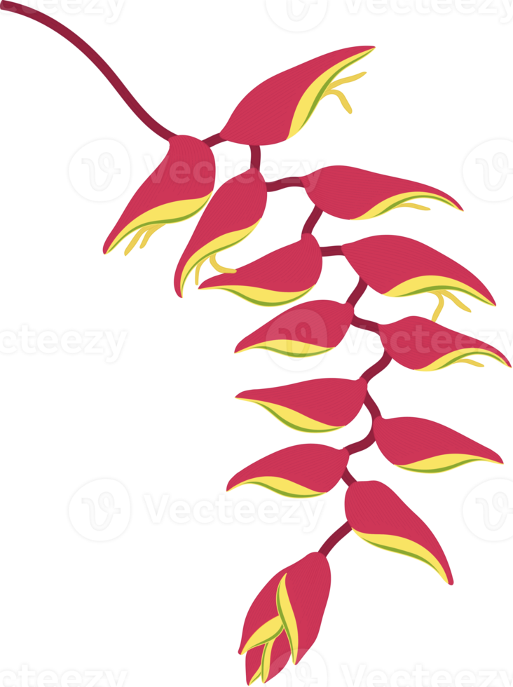 Red Heliconia flower hand drawn illustration. png