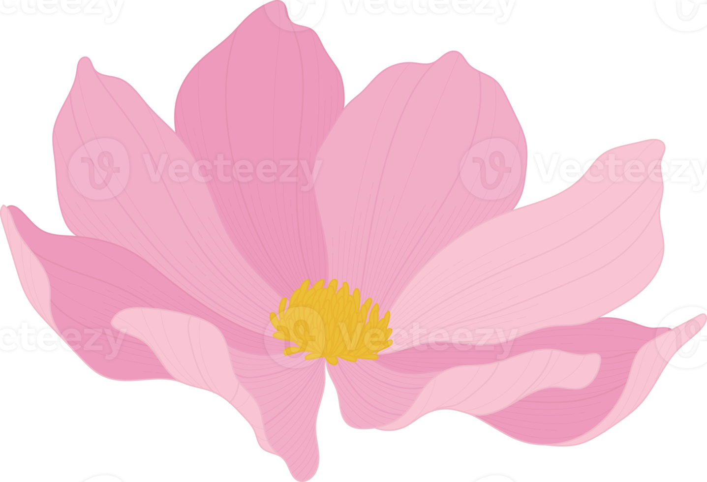 Pink cosmos flower hand drawn illustration. png