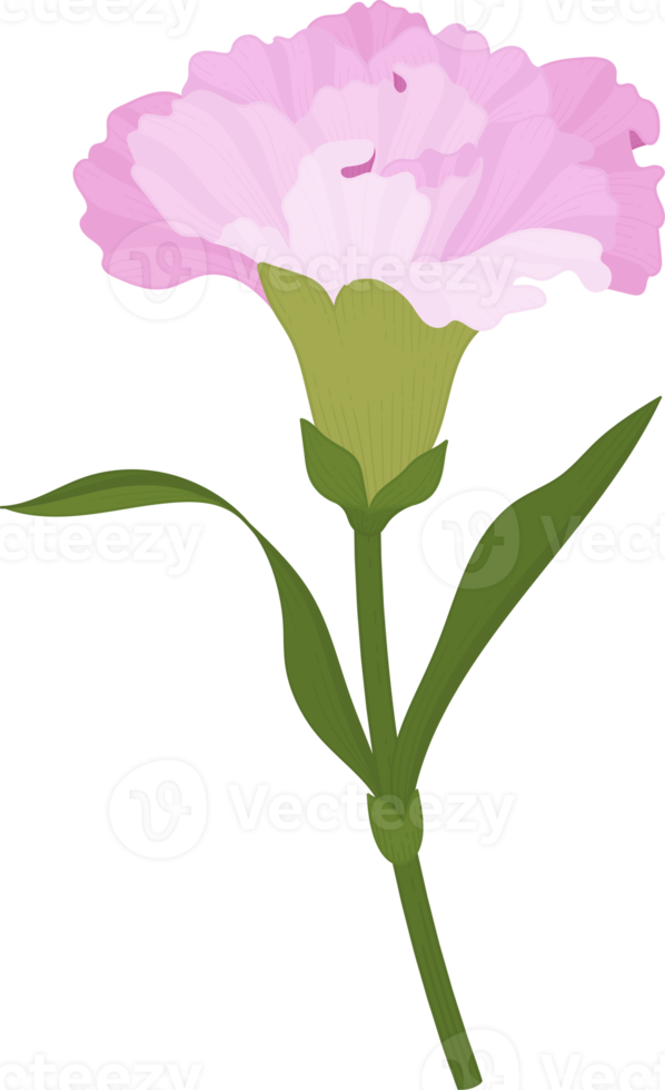 rosa nejlika blomma handritad illustration. png