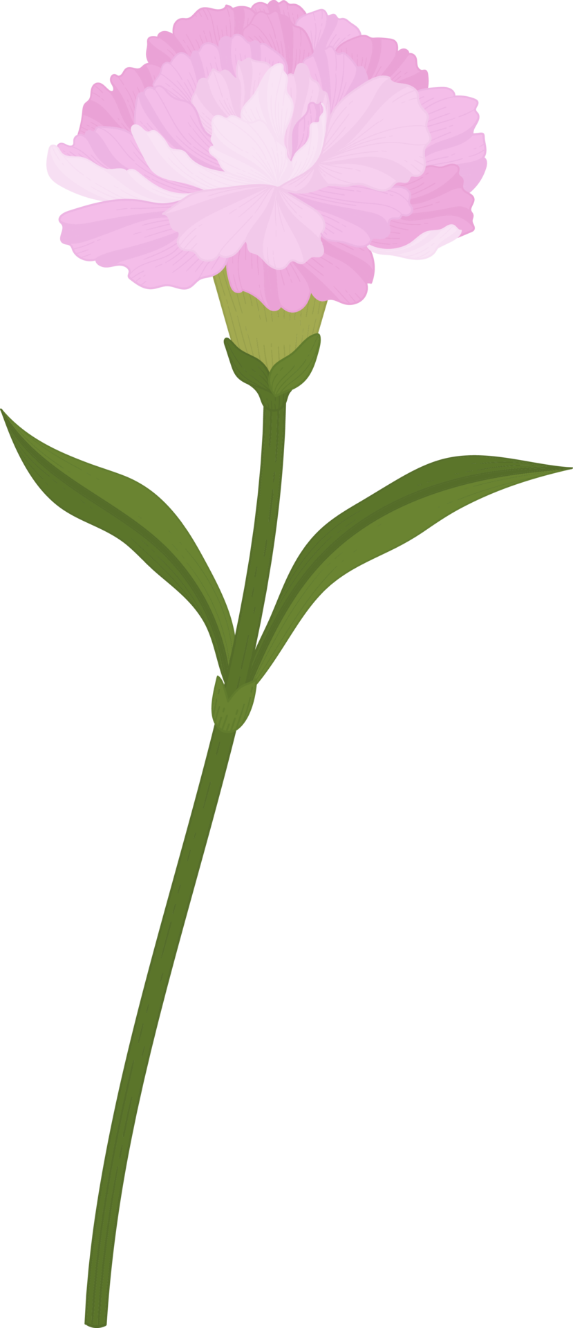 pink carnation flower hand drawn illustration. 10171619 PNG