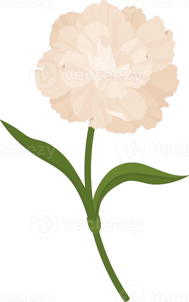 white carnation flower hand drawn illustration. 10171621 PNG