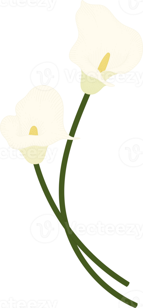 White calla lily flower hand drawn illustration. png